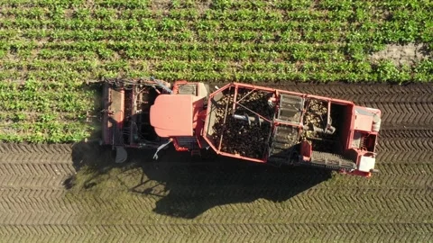 Aerial view on collecting, loading sugar beet into a truck for transportation Vídeos de archivo 281060711