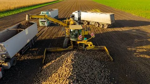 Aerial view on collecting, loading sugar beet into a truck for transportation Stock Photos