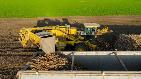 Aerial view on collecting, loading sugar beet into a truck for transportation Stock Photos