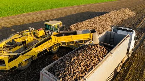 Aerial view on collecting, loading sugar beet into a truck for transportation Stock Photos