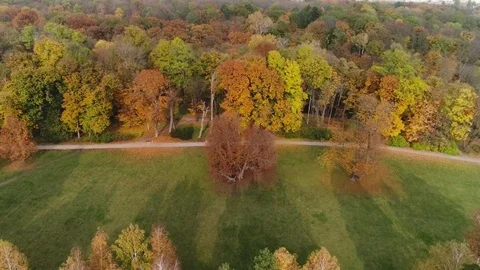 Aerial view from colored trees Stock Footage 81551501