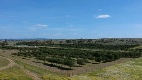 Aerial view of colorful agricultural field surrounded by pine trees Stock Footage 88409453