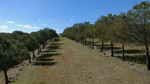 Aerial view of colorful agricultural field surrounded by pine trees Stock Footage 88409463