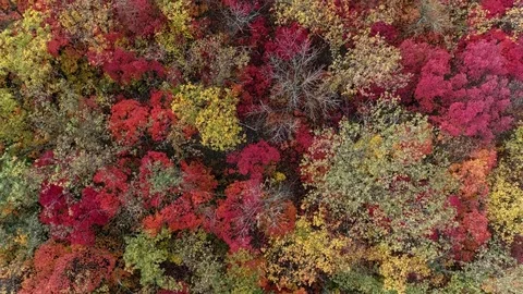 Aerial view of colorful autumn forest Stock Footage 81663010