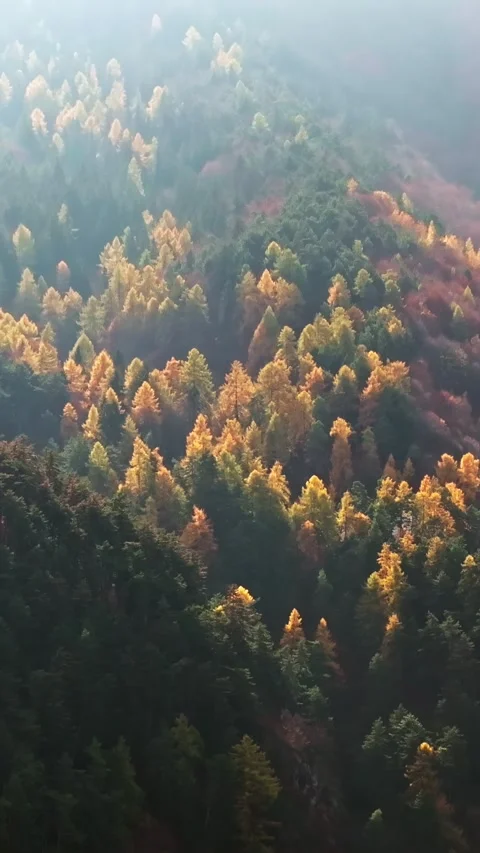Aerial view of colorful autumn forest on mountain slope with golden larch t.. Stock Footage 339375673