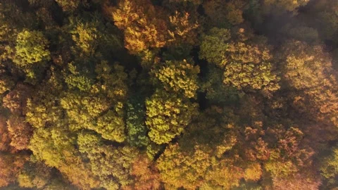 Aerial view of the colorful deciduous forest, during autumn	 Stock Footage 166100727