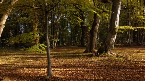 Aerial view of the colorful deciduous forest, during autumn	 Stock Footage 166100738