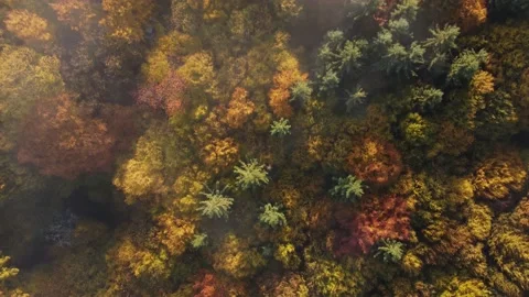 Aerial view of the colorful deciduous forest, during autumn	 Video stock 166100745