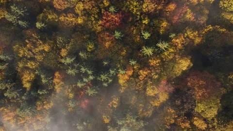 Aerial view of the colorful deciduous forest, during autumn	 Video stock 166100749