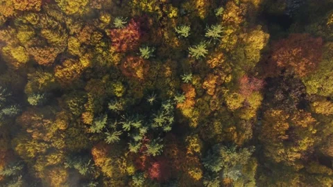 Aerial view of the colorful deciduous forest, during autumn	 Video stock 166100757