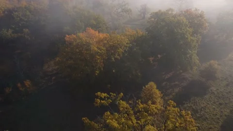 Aerial view of the colorful deciduous forest, during autumn	 Stock Footage 166100761