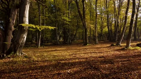 Aerial view of the colorful deciduous forest, during autumn	 Video stock 166100775