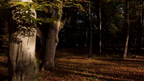 Aerial view of the colorful deciduous forest, during autumn	 Video stock 166100792