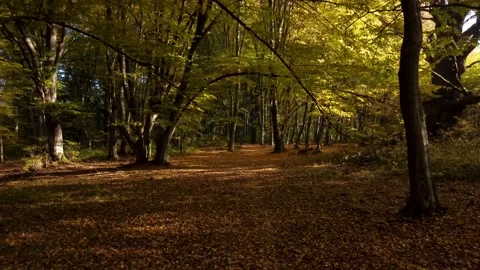 Aerial view of the colorful deciduous forest, during autumn	 Video stock 166100795