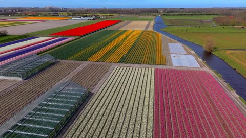 Aerial view of colorful flower fields arranged in long parallel rows Stock Footage 336740363