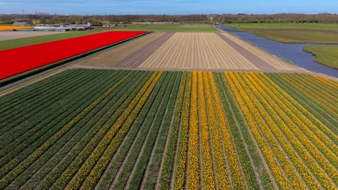 Aerial view of colorful flower fields with yellow and red rows green farmland Stock Footage 336740379