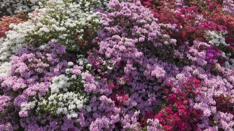 Aerial View of Colorful Flower Fields in Japan Drone Footage Stock Footage 336800965