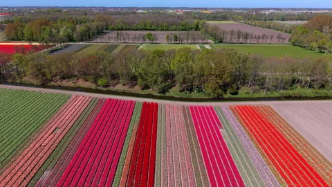 Aerial view of colorful flower fields with long parallel rows of red, pink Stock Footage 336814758