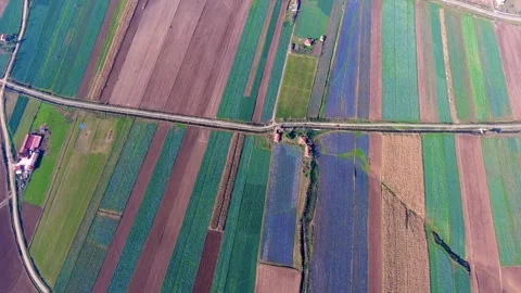 Aerial view of colorful flower fields forming striped patterns - Bloom Terrain 库存影片 339587741