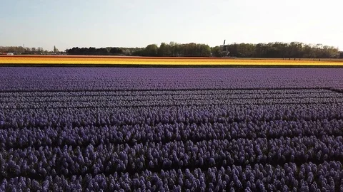 Aerial view of the colorful flowers  fields  in Lisse Netherlands Stock Footage 88999736