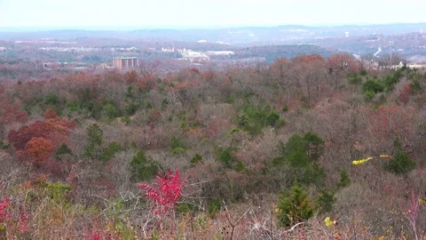 Aerial view of colorful forest in the fall. Stock Footage 82799131