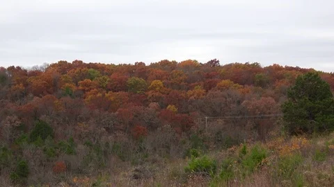 Aerial view of colorful forest in the fall. Stock Footage 82799172