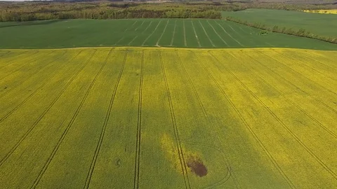 Aerial view of colorful rape fields in spring  in germany Stock Footage 75441868
