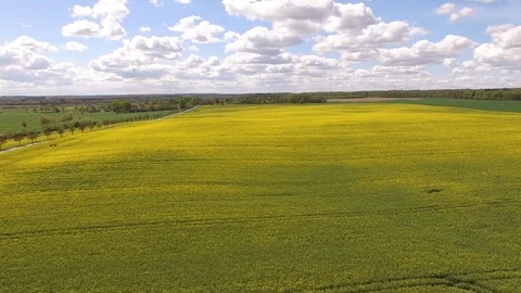 Aerial view of colorful rape fields in spring with blue sky in germany Stock Footage 75442079