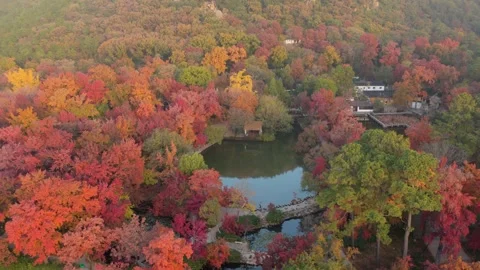 Aerial view of colorful red maple forest and lake at Tianping Mountain Suzhou Stock Footage 345626771