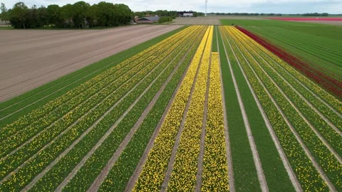 Aerial view of colorful Tulip fields in spring time in the Netherlands. Stock Footage 264011963