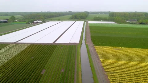 Aerial view of colorful Tulip fields during spring time in the Netherlands. Stock Footage 271169769
