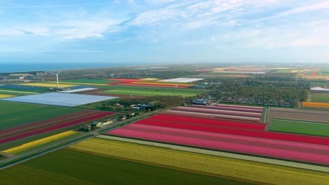 Aerial view of colorful tulip fields and wind turbines in Netherlands. Stock Footage 333331725