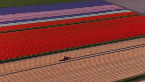 Aerial view of colorful tulip fields and a tractor in Heiloo, Netherlands. Stock Footage 334162305