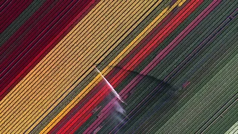 Aerial view of colorful tulip fields and irrigation in Lelystad, Netherlands. Stock Footage 334162940