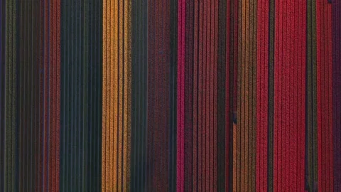 Aerial view of colorful tulip fields in rows, Netherlands. Stock Footage 334163549