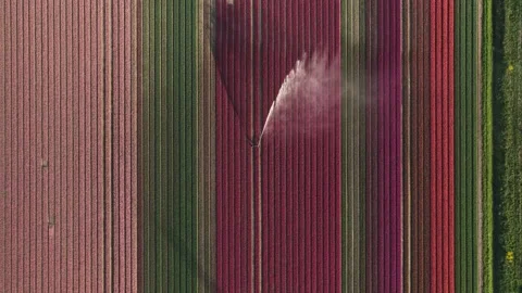 Aerial view of colorful tulip fields and a water sprinkler, Netherlands. Stock Footage 334164243