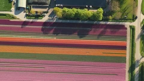 Aerial view of colorful tulip fields in bloom, Netherlands. Stock Footage 334164374
