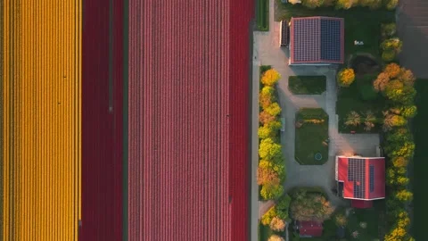 Aerial view of colorful tulip fields and a farmhouse, Netherlands. Stock Footage 334165727