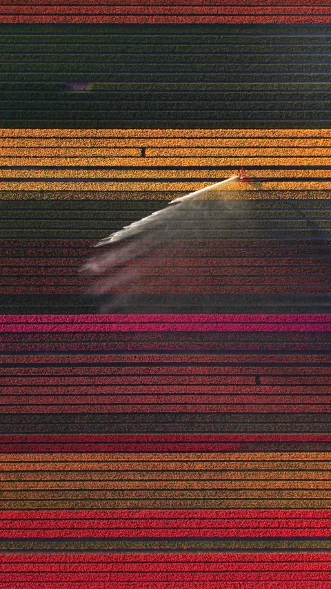 Aerial view of colorful tulip fields with a tractor spraying in Netherlands. Stock Footage 334325660