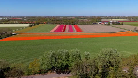 Aerial view of colorful tulip fields with vibrant red, pink, purple Stock Footage 336814616