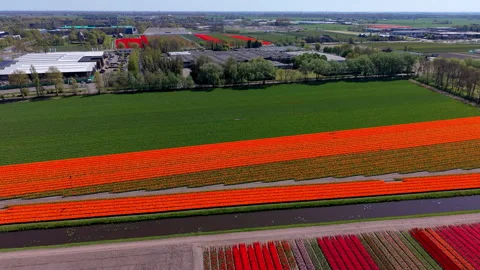 Aerial view of colorful tulip fields with long parallel rows of red, orange Stock Footage 336814770