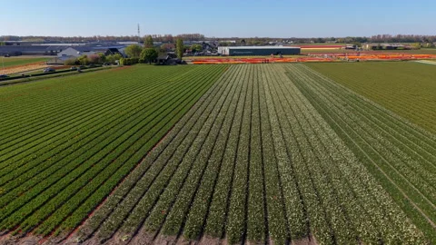 Aerial view of colorful tulip fields with green, white, and red rows, canal Stock Footage 336817552