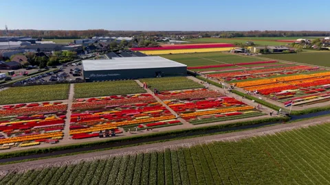 Aerial view of colorful tulip fields with red, orange, yellow, pink Stock Footage 336817571