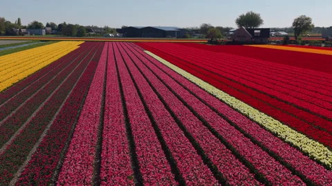 Aerial view of colorful tulip fields with yellow, red, pink, and white flowers Stock Footage 336817573