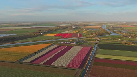 Aerial view of colorful tulip fields in the netherlands Stock Footage 340347470