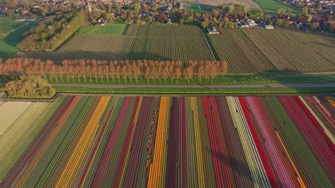 Aerial view of colorful tulip fields in netherlands Stock Footage 340347914