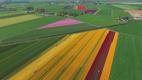 Aerial view of colorful tulip fields in the netherlands Stock Footage 341523031