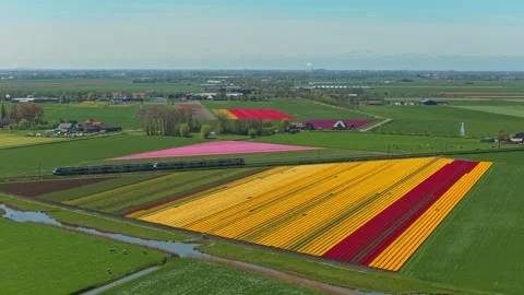 Aerial view of colorful tulip fields with a train passing by in the netherlands Stock Footage 341523034