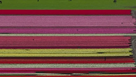 Aerial view of colorful tulip fields in the netherlands Stock Footage 341523795