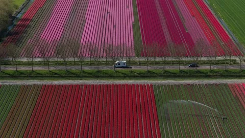 Aerial view of colorful tulip fields in the netherlands Stock Footage 342281206